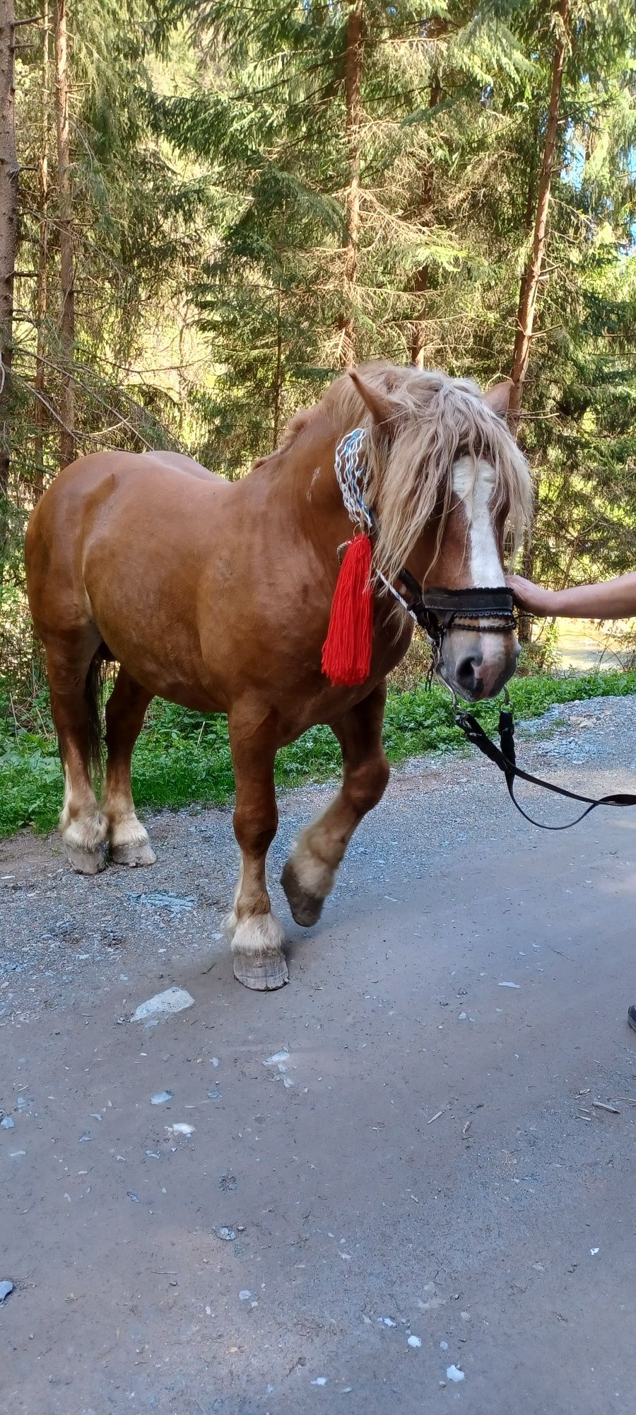 Vând armăsar de 6 ani