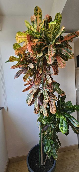 Planta de interior - Croton Codiaeum Variegatum Petra