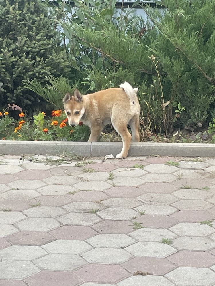 Щенки лайки чистокровные