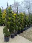Leylandii spirala la ghiveci