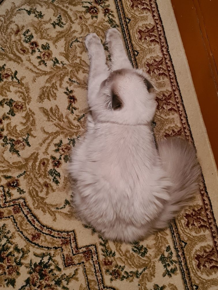 Вязка кота скоттиш фолд хайленд