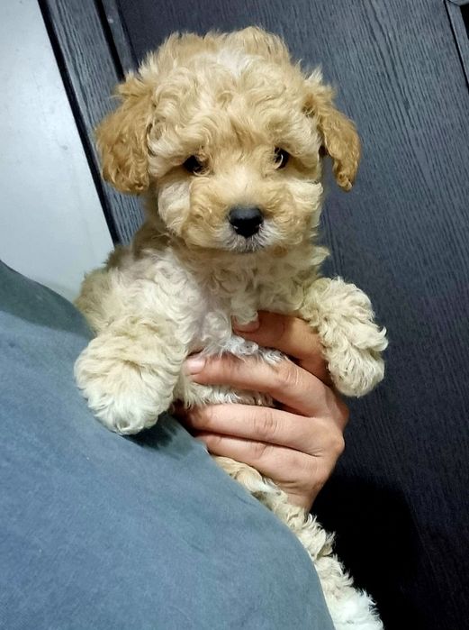 Maltipoo.Baietel din parinti cu pedigree