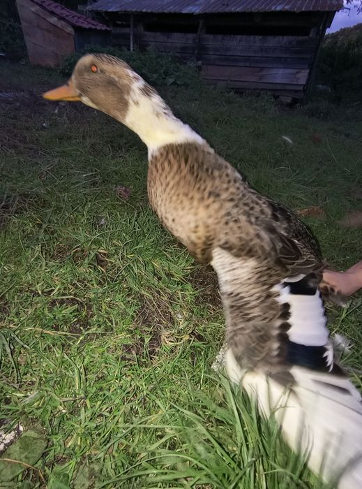 Vând rățoi și rata tinere