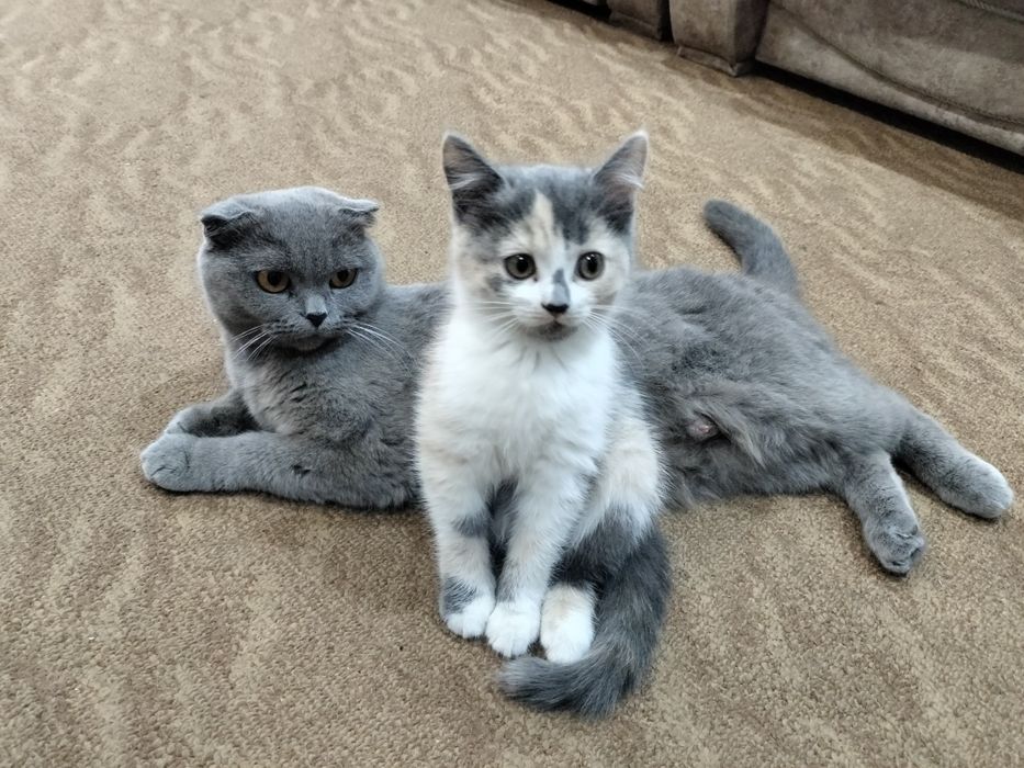 Остался один котено девочка