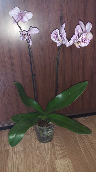 Орхидеи фаленопсис Андора, Монтрьо, Карина