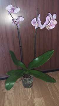 Орхидеи фаленопсис Андора, Sunrise Red Peoker (Esmee)
