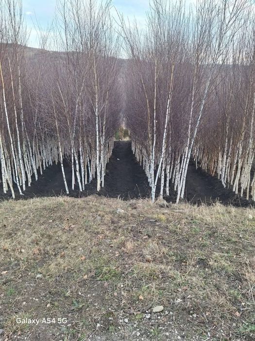 Brazi Argintii,  Brazii  Normandian Mesteacăn cu coaja albă