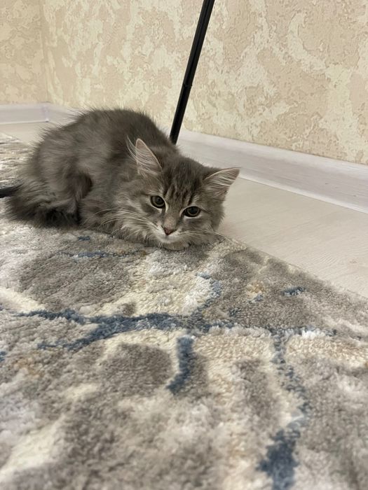 Отдадим котенка даром (Мушугни бепул берамиз )