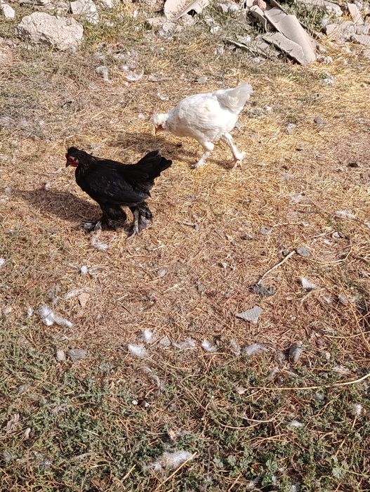 Tovuq xoʻroz bramala sotiladi