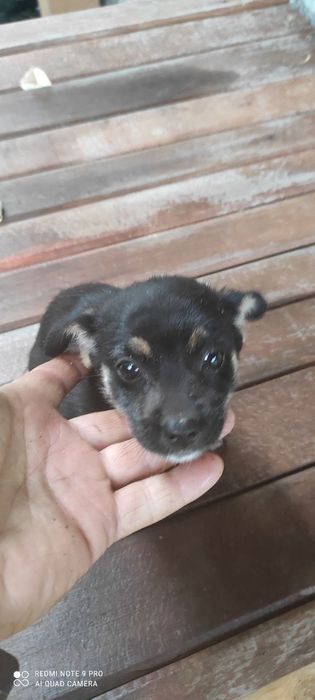 Dau in adoptie caine metis 5 luni fetiță