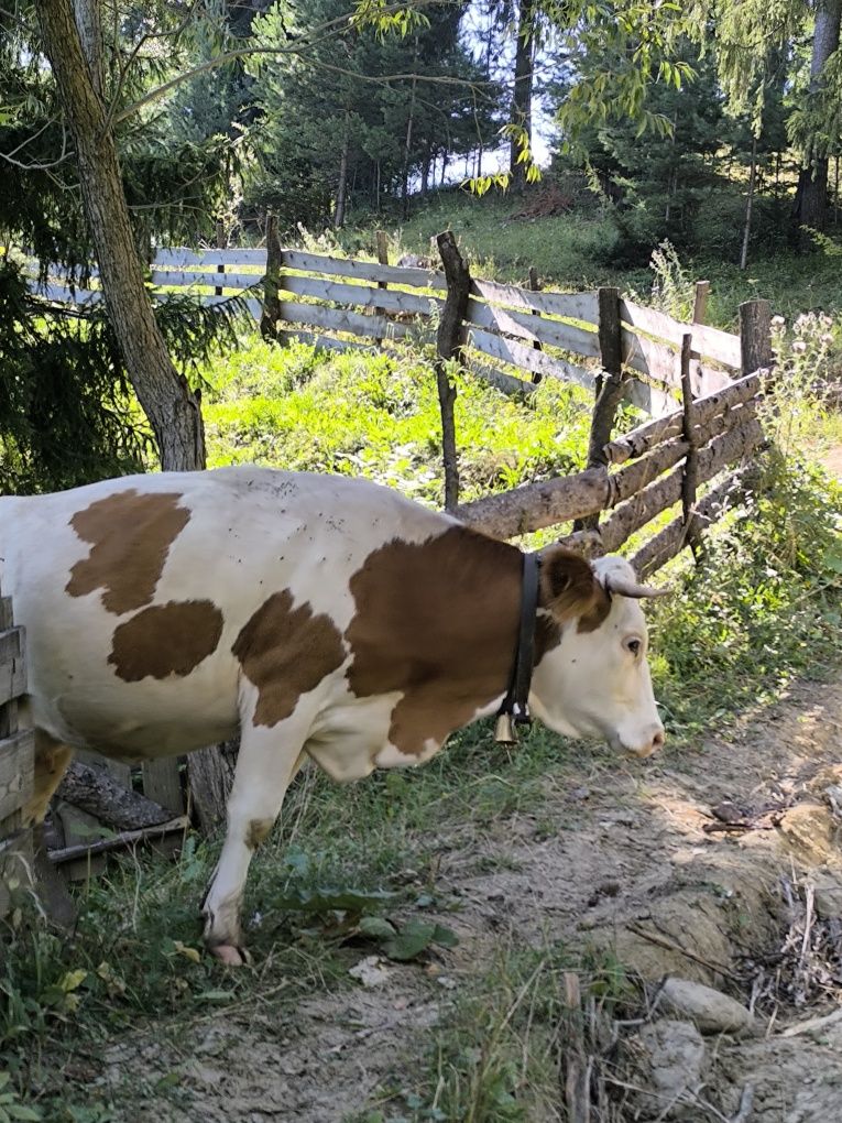 Junca la prima fatare