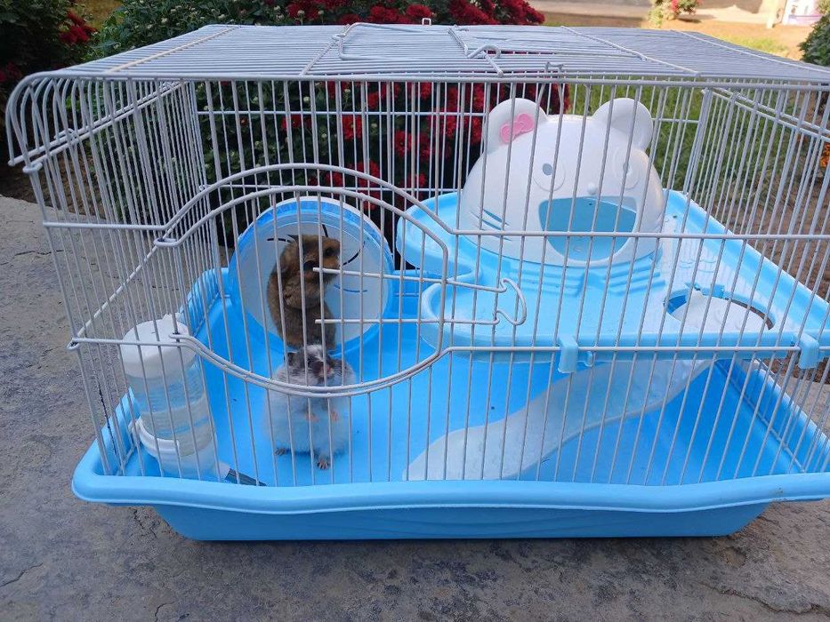 Xomyak 2 ta, qafasi bilan