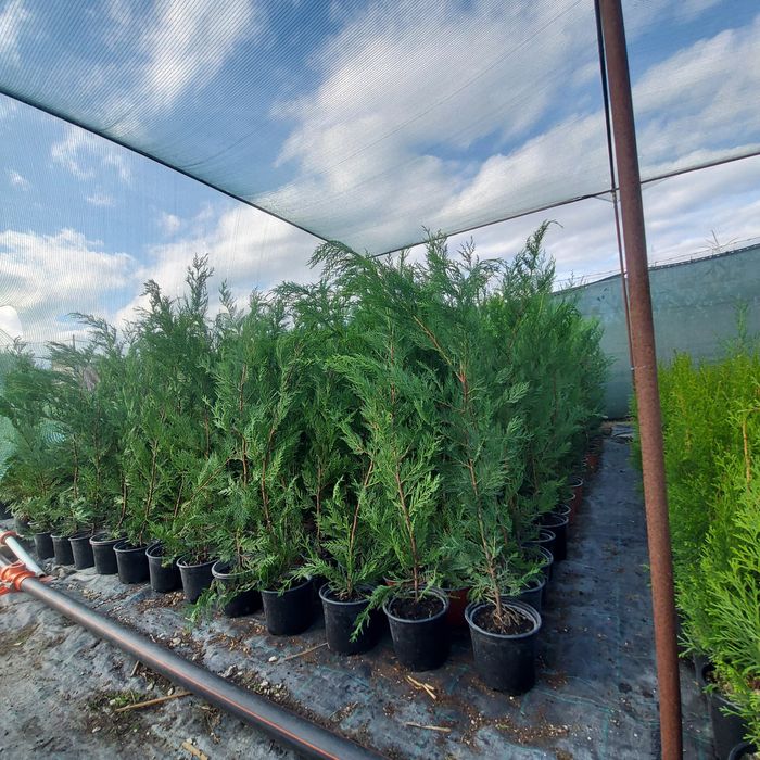 Leylandii / Gard viu 80-100 cm crescuti in Romania la ghiveci