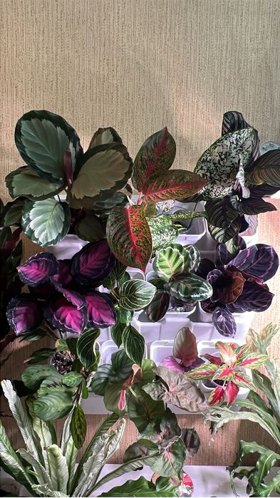 Фитопанель в продаже