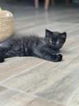 Spre adoptie pisoi metis British long hair ce isi caută familie