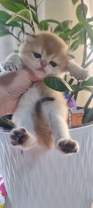 Котята Золотая шиншилла