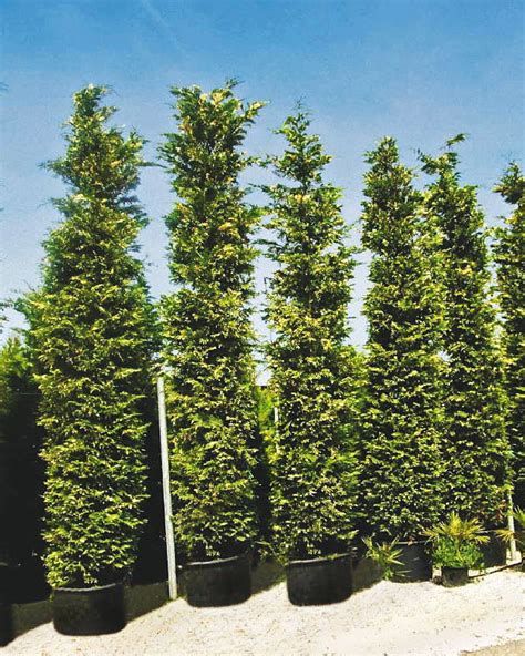 Cupressus Chiparos toscan Taxus baccatta tisa