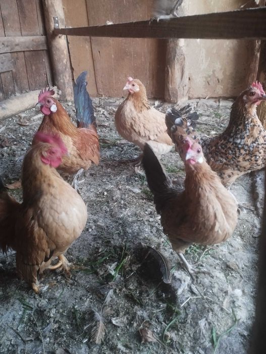 Джинки женски спешно! 4 бр.80 лв.