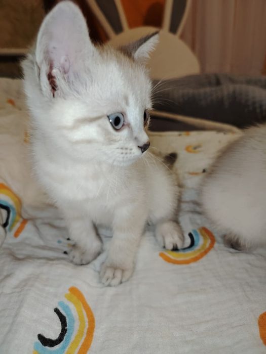 Отдам в хорошие руки