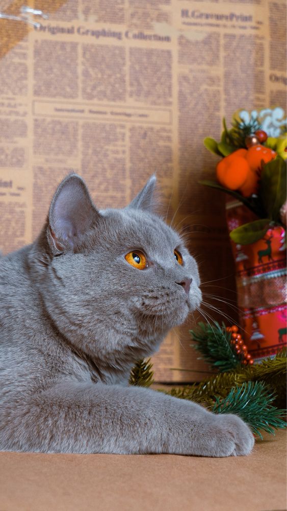 Котята Скотиш фолл и скотиш страйт