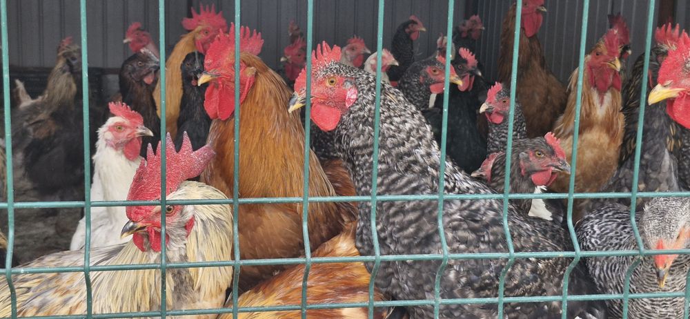 Pasari de curte Marian