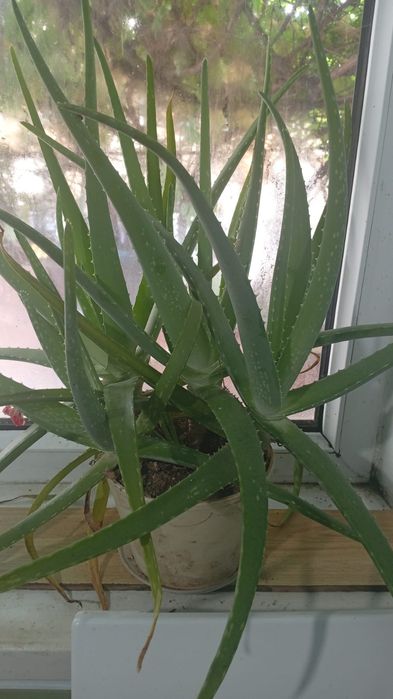 Алоэ не большой кустик