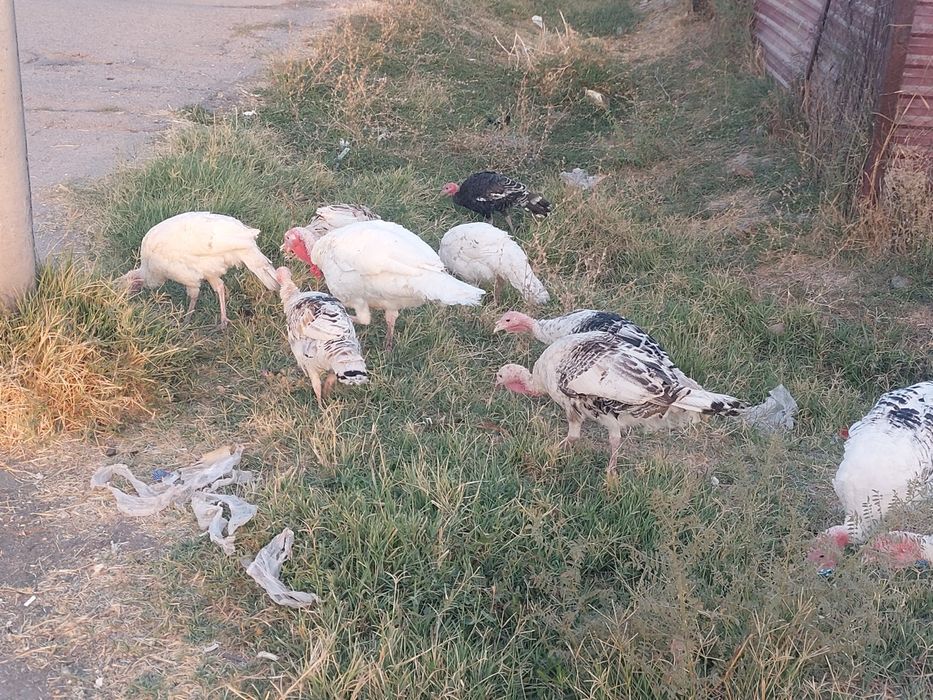 Ishonchli va xalol boqilgan kurkalat