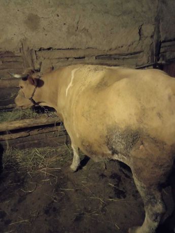 Vand vaca ,rasa baltata romaneasca