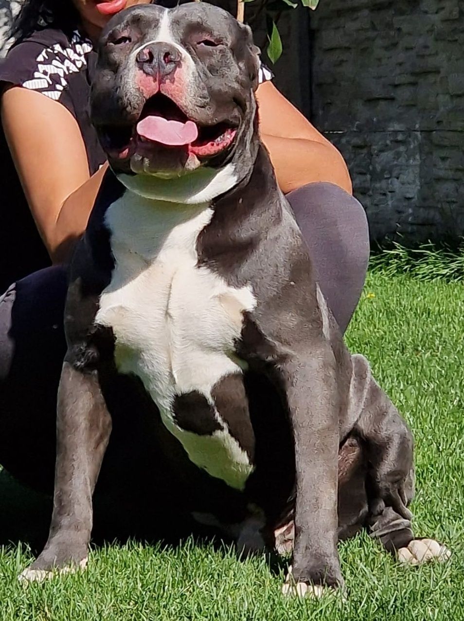 American Bully vârstă 24 luni