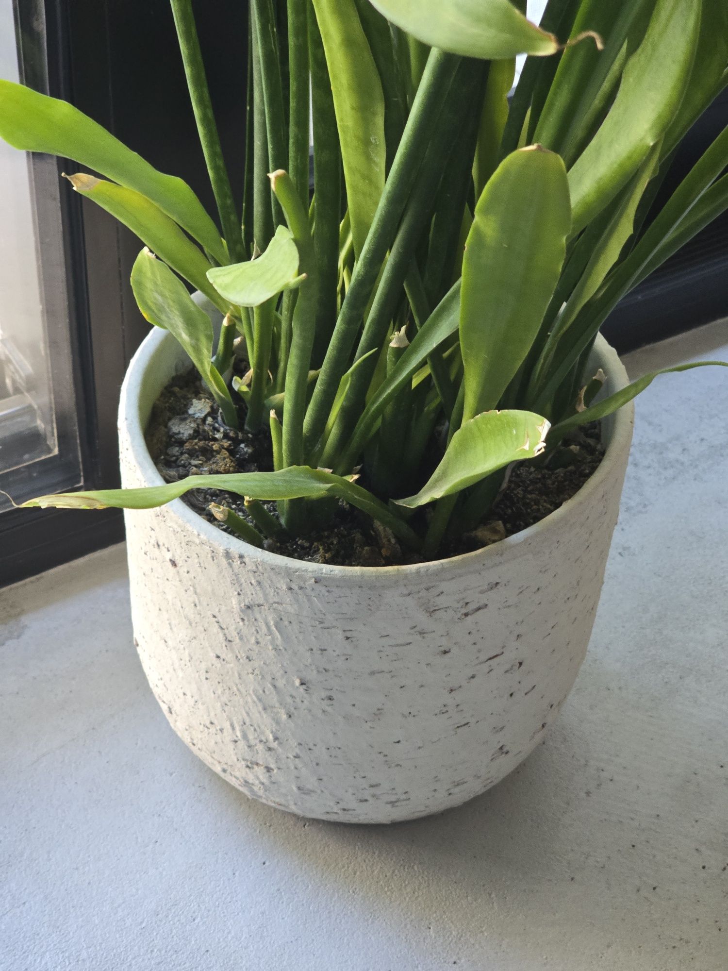 Сансевиера / Змийски език / Snake plant, 100 cm