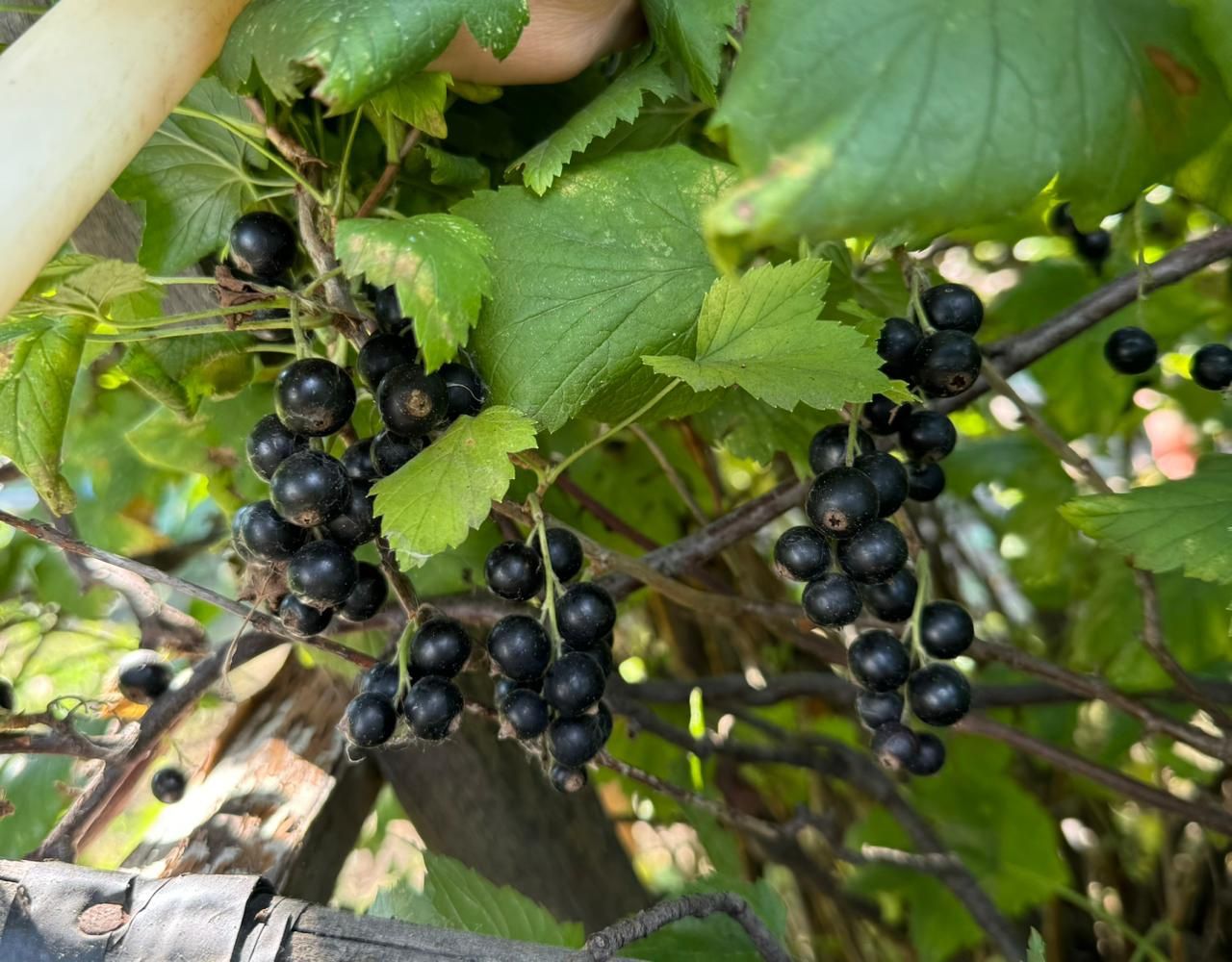 Продам чёрную смородину.