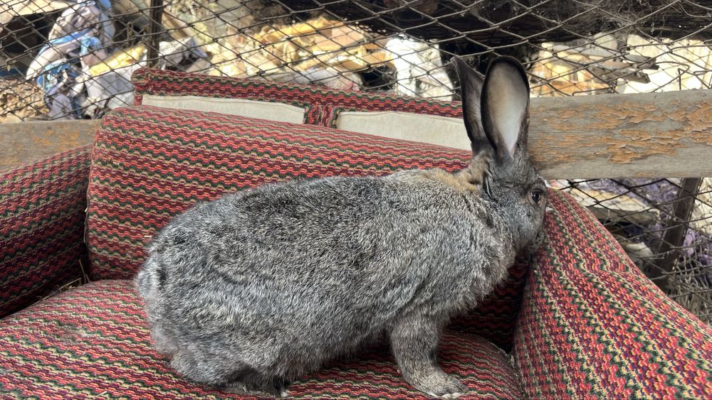 Продаются кролики полувеликаны Куйонлар сотилади