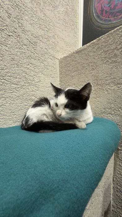 Котенок, мальчик