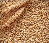 Продам пшеницу, пшеница бидай сатам