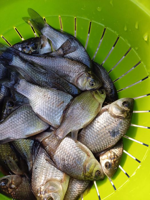 Продам живца карась