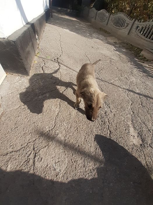 Отдам щенка в добрые руки