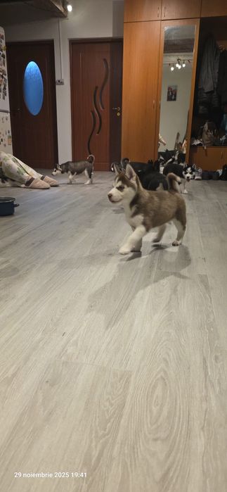 Pui câine , catel  husky