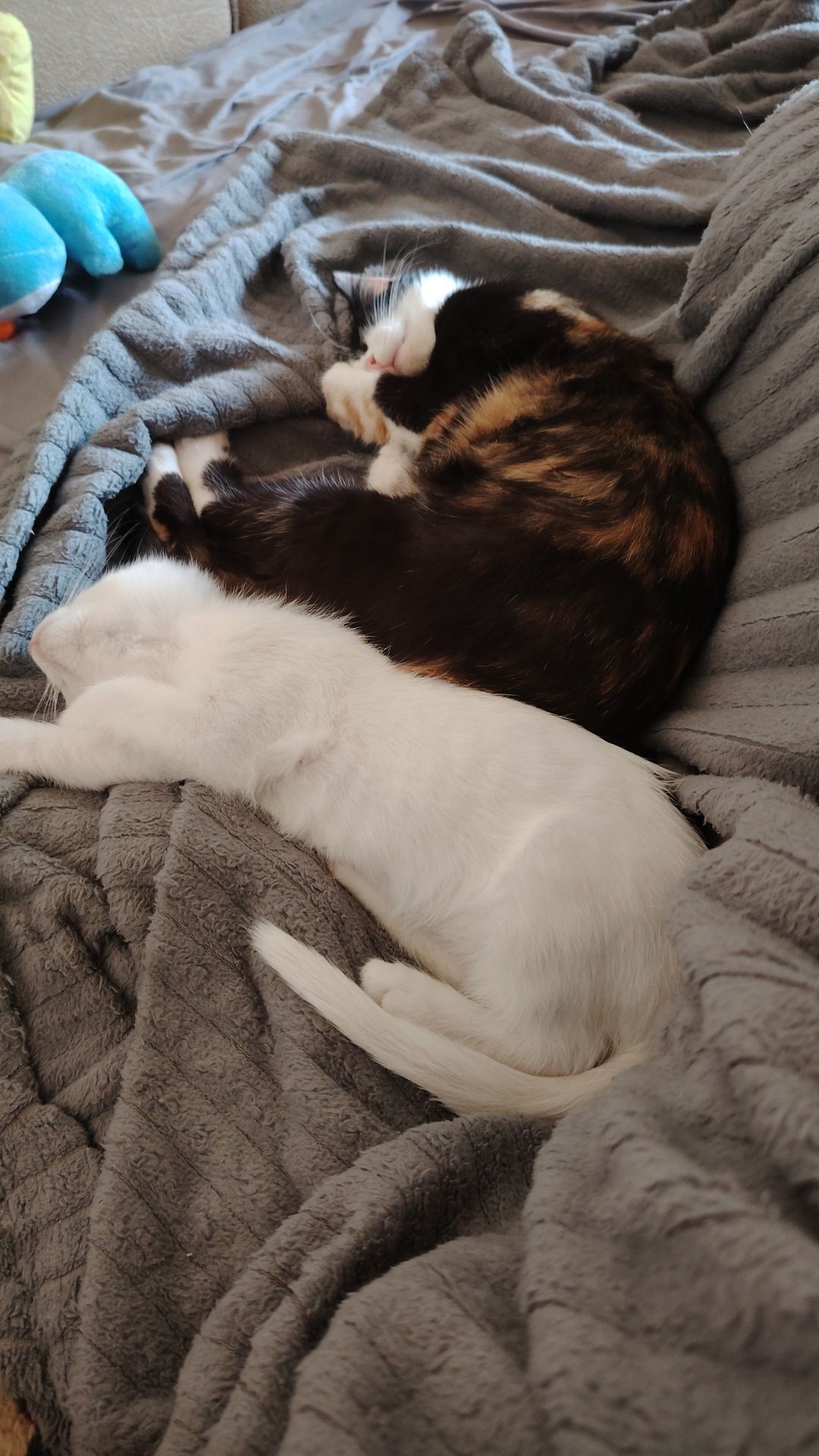 Отдам котёнка 4 месяца