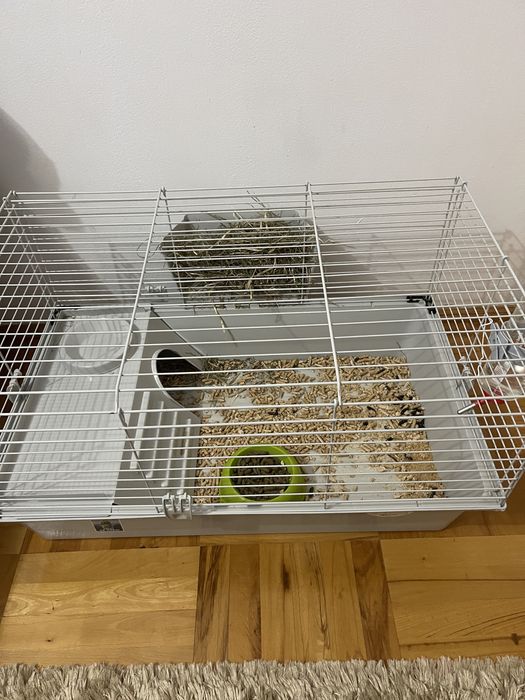 Vand URGENT Porcusor de Guinea