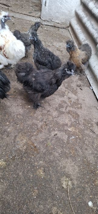 Vând cocos matase japoneza negru tanar