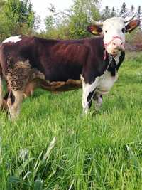 Vaca de vanzare A 2 viţel fata de 2 luni