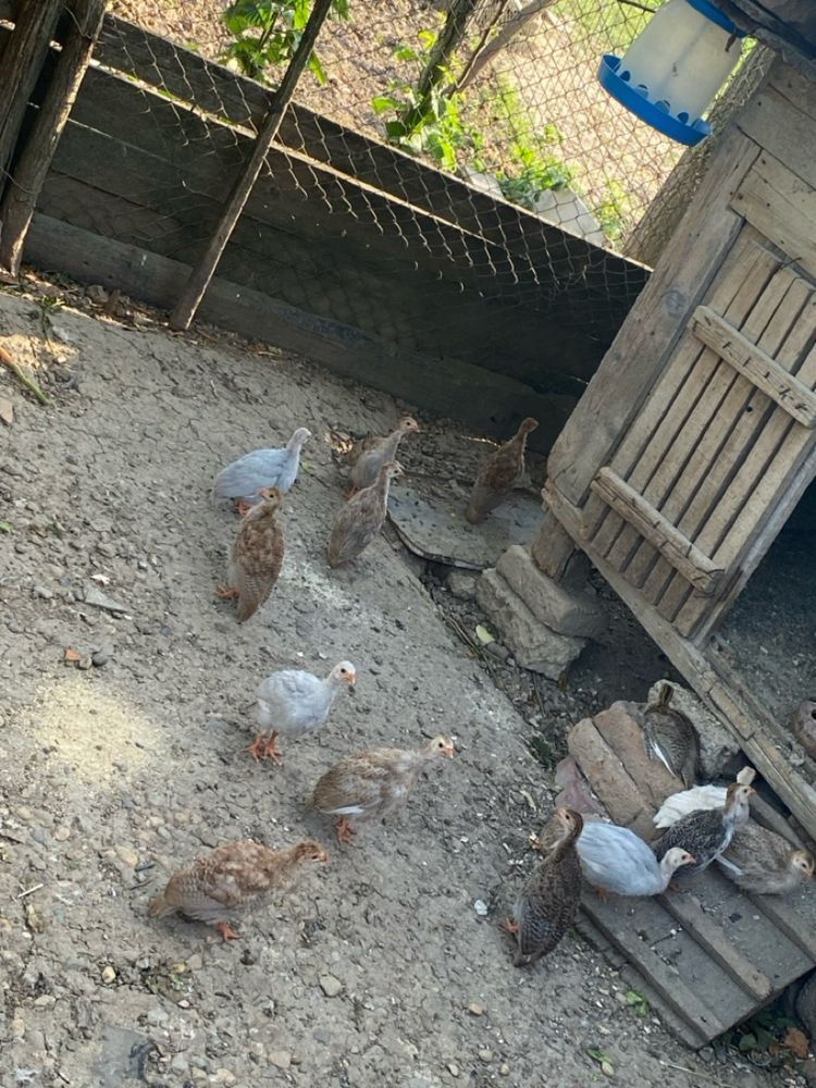 Disponibil pui australop si bibilici
