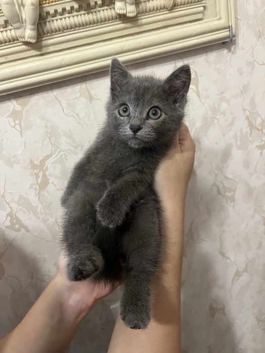 Отдам котят в хорошие руки !!!
