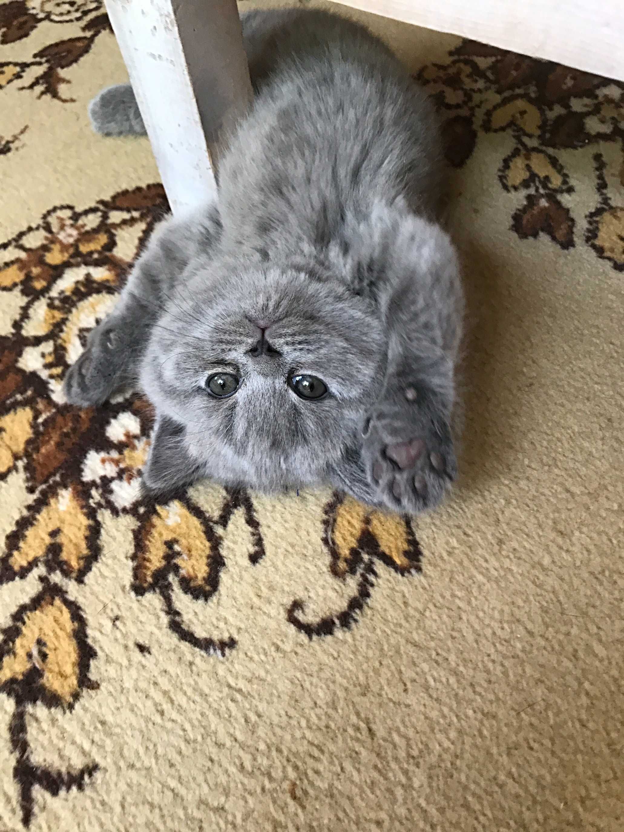 Британские короткошёрстные котята !