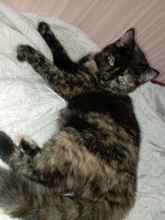 Отдам кошечку в хорошие руки