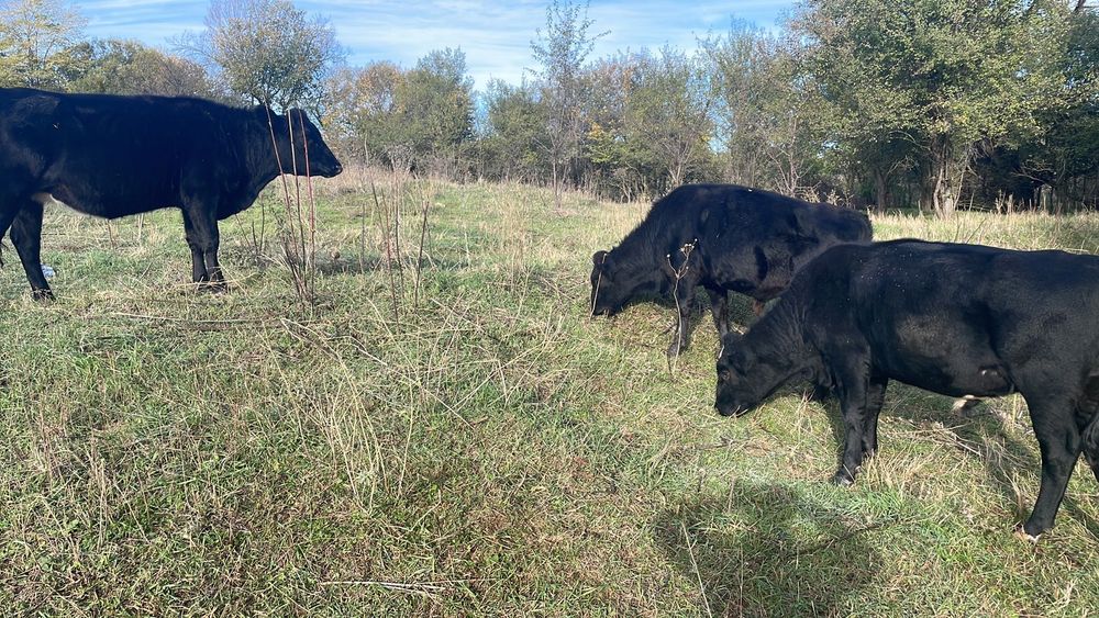 Месодайни телета