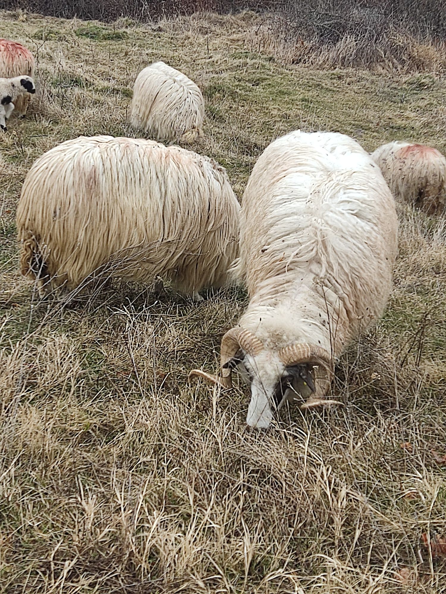 Berbec de rasa mare tânar