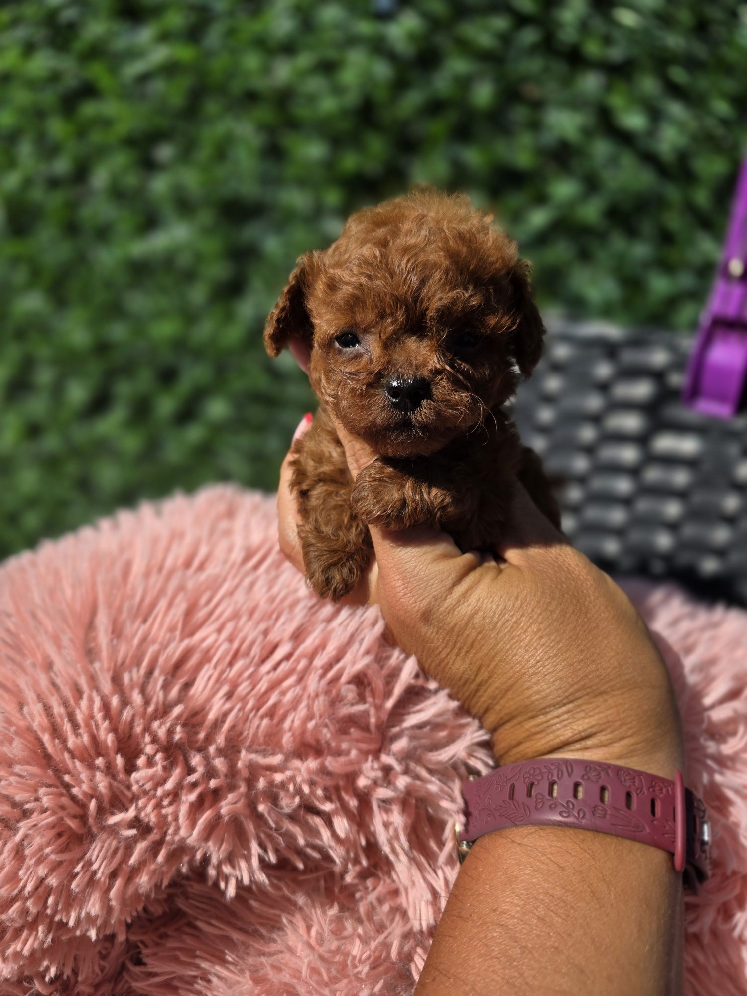 Пудел тийкъп Момиче/Teacup poodle/ с документ за произход