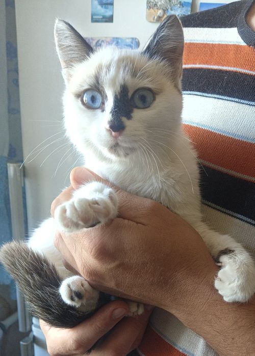 Сиамская котёнок девочка в добрые руки.