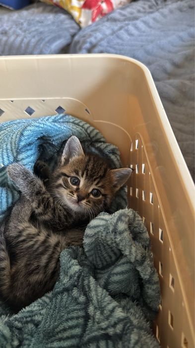 Милые котята ищут дом!